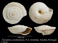 Xeroplexa setubalensis