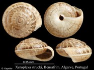 Xeroplexa strucki