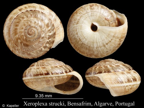 Xeroplexa strucki