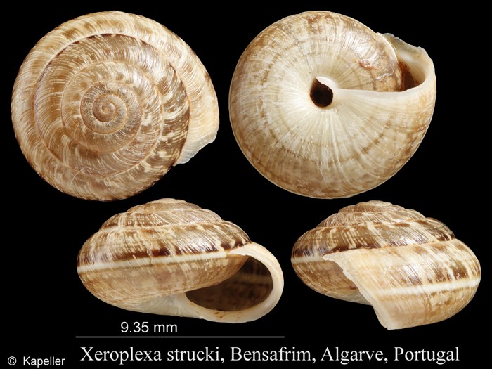 Xeroplexa strucki Xeroplexa strucki