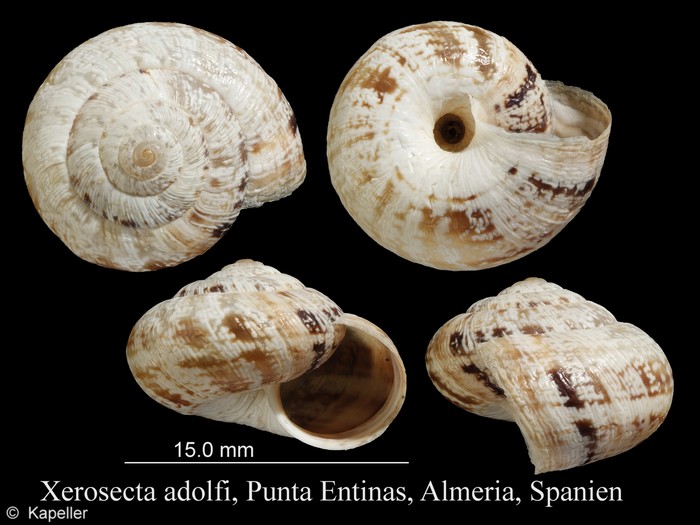 Xerosecta adolfi Xerosecta adolfi