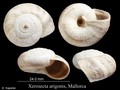 Xerosecta arigonis
