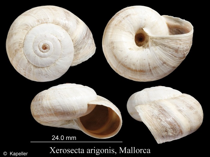 Xerosecta arigonis Xerosecta arigonis