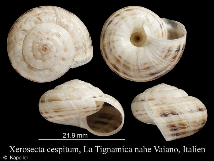 Xerosecta cespitum Xerosecta cespitum
