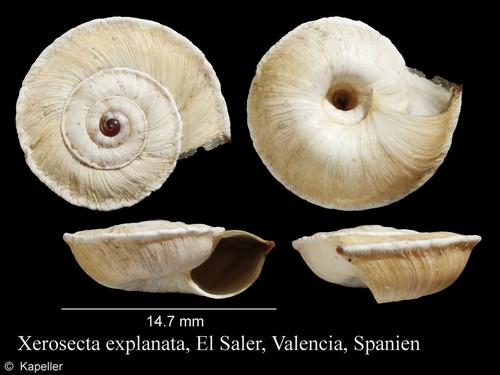 Xerosecta explanata