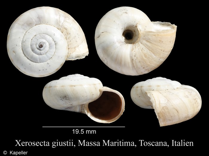 Xerosecta giustii