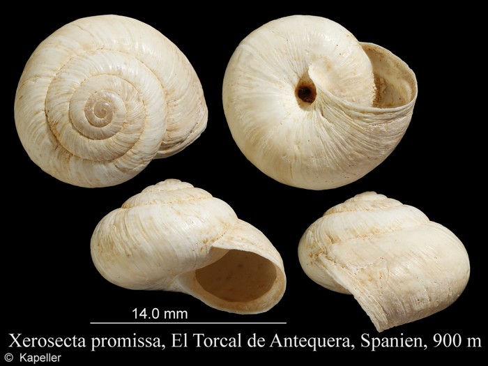 Xerosecta promissa Xerosecta promissa