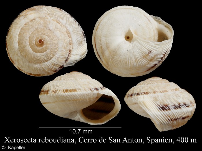 Xerosecta reboudiana Xerosecta reboudiana