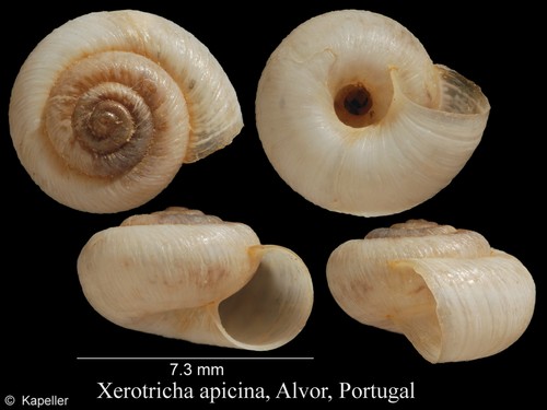 Xerotricha apicina