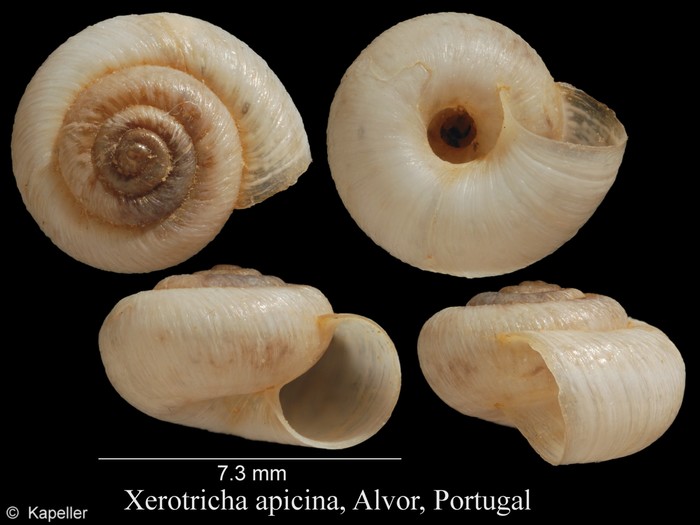 Xerotricha apicina Xerotricha apicina