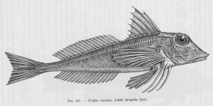 Poll (1947, fig. 217)