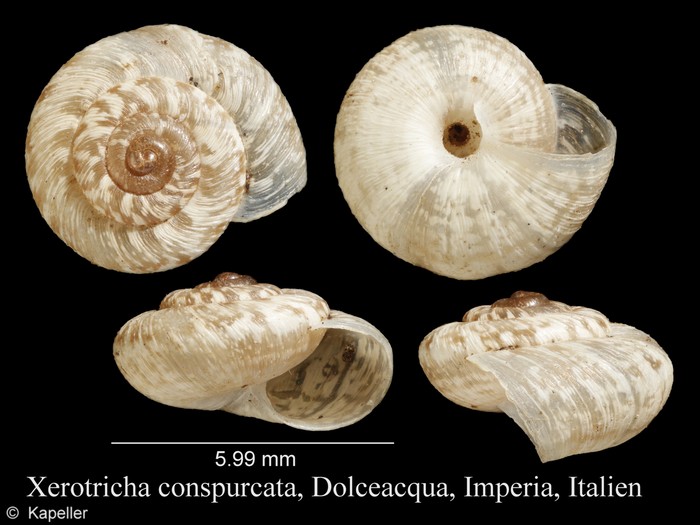 Xerotricha conspurcata