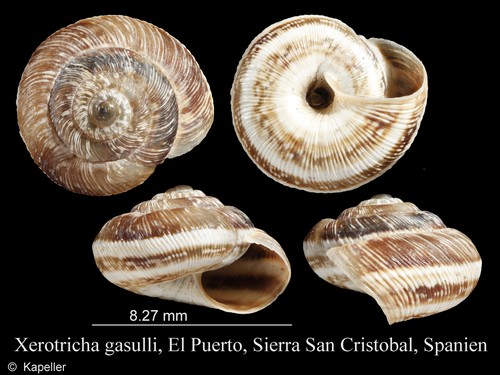 Xerotricha gasulli