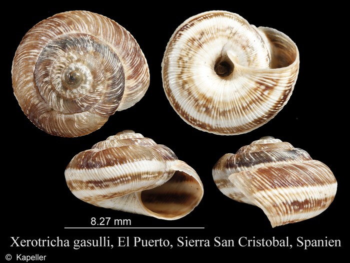 Xerotricha gasulli Xerotricha gasulli