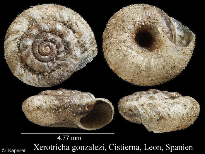 Xerotricha gonzalezi Xerotricha gonzalezi