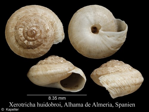 Xerotricha huidobroi