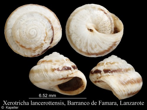 Xerotricha lancerottensis