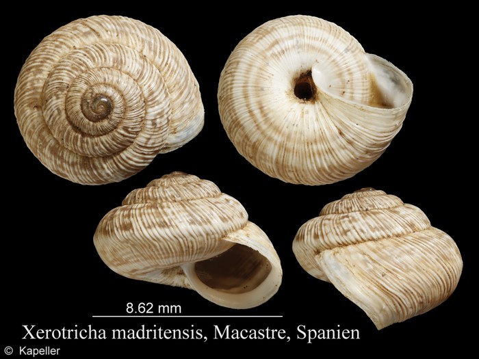 Xerotricha madritensis Xerotricha madritensis