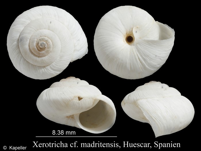 Xerotricha madritensis Xerotricha madritensis