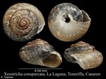 Xerotricha conspurcata