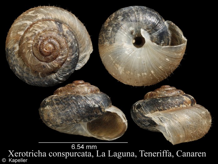 Xerotricha conspurcata