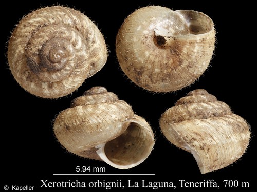 Xerotricha orbignii