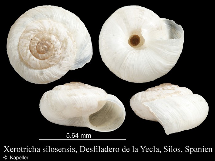 Xerotricha silosensis Xerotricha silosensis