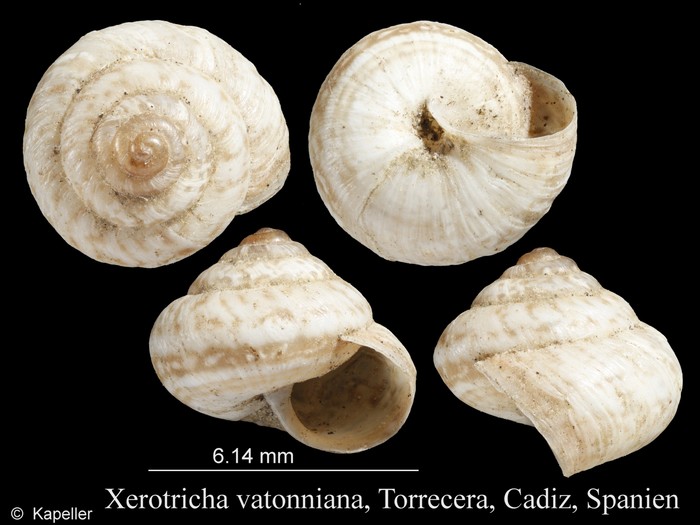 Xerotricha vatonniana