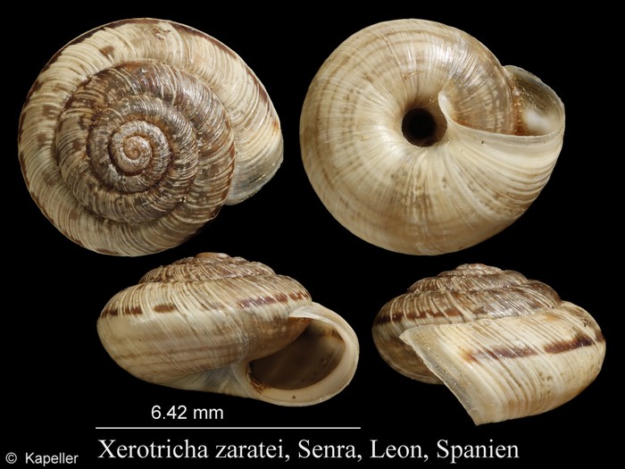 Xerotricha zaratei