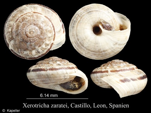 Xerotricha zaratei