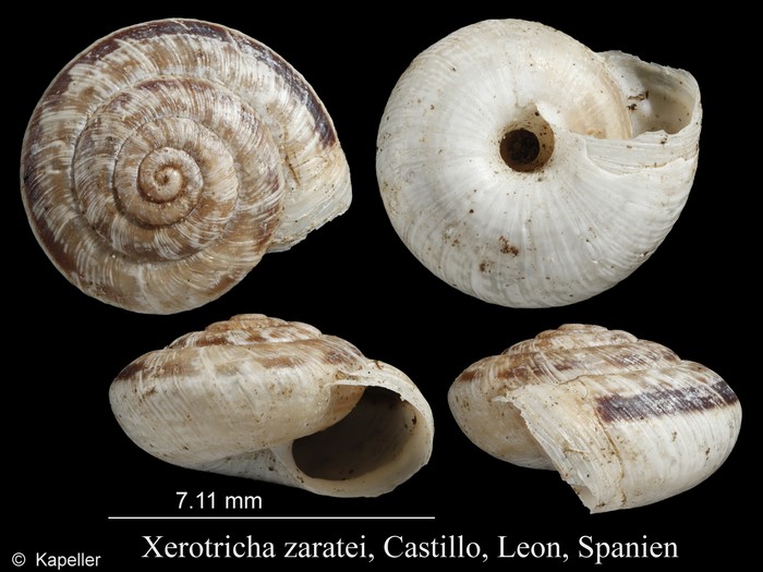 Xerotricha zaratei