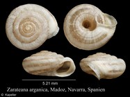 Zarateana arganica