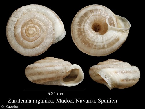 Zarateana arganica