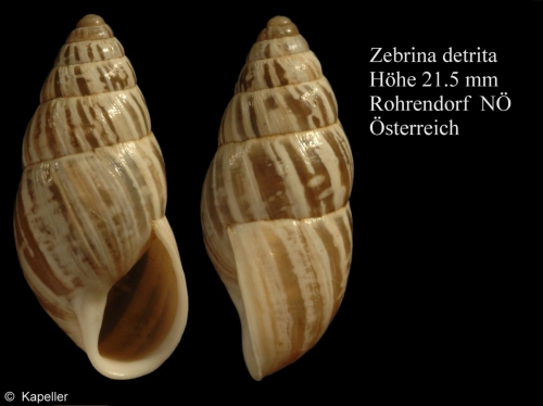 Zebrina detrita