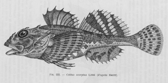 Poll (1947, fig. 222) Poll (1947, fig. 222)