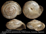 Zenobiellina graminicola