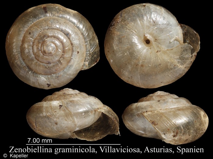 Zenobiellina graminicola