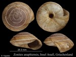 Zonites anaphiensis