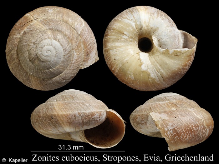 Zonites euboeicus Zonites euboeicus