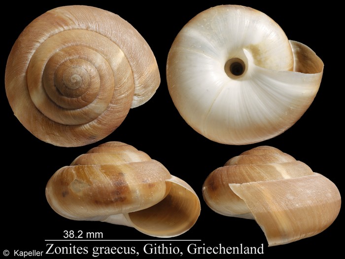 Zonites graecus Zonites graecus