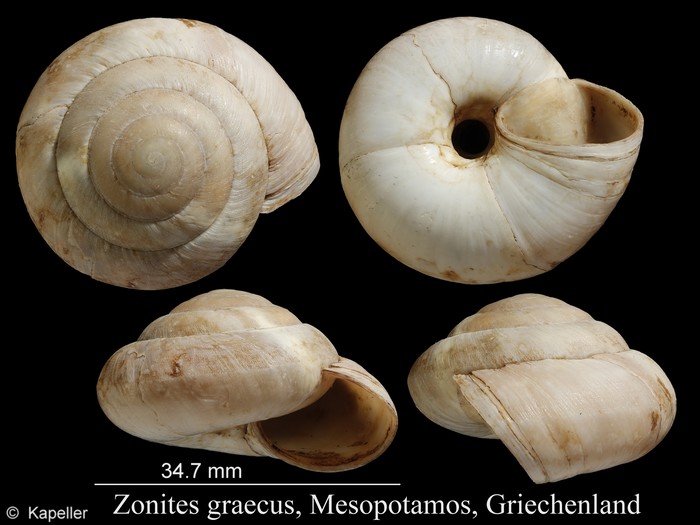 Zonites graecus Zonites graecus