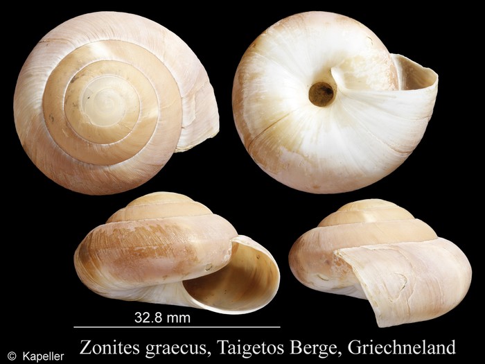 Zonites graecus