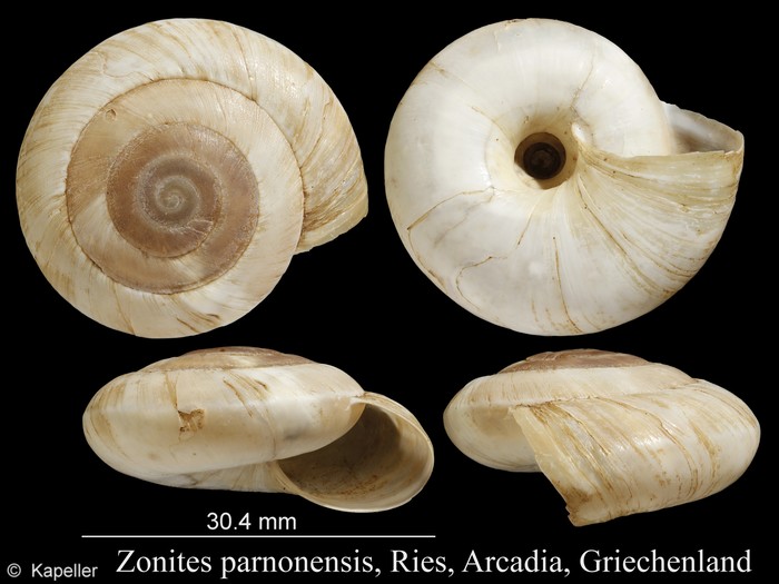 Zonites parnonensis