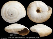 Zonites parnonensis