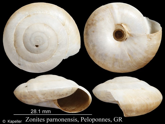 Zonites parnonensis Zonites parnonensis