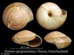 Zonites pergranulatus