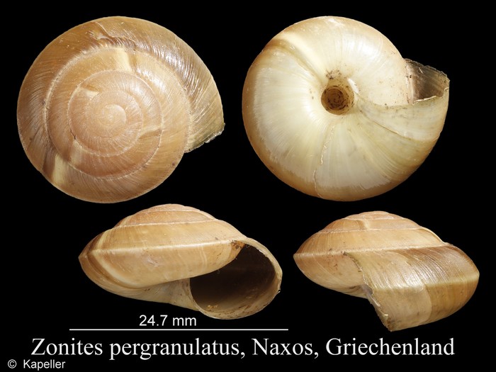 Zonites pergranulatus Zonites pergranulatus