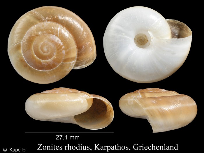 Zonites rhodius