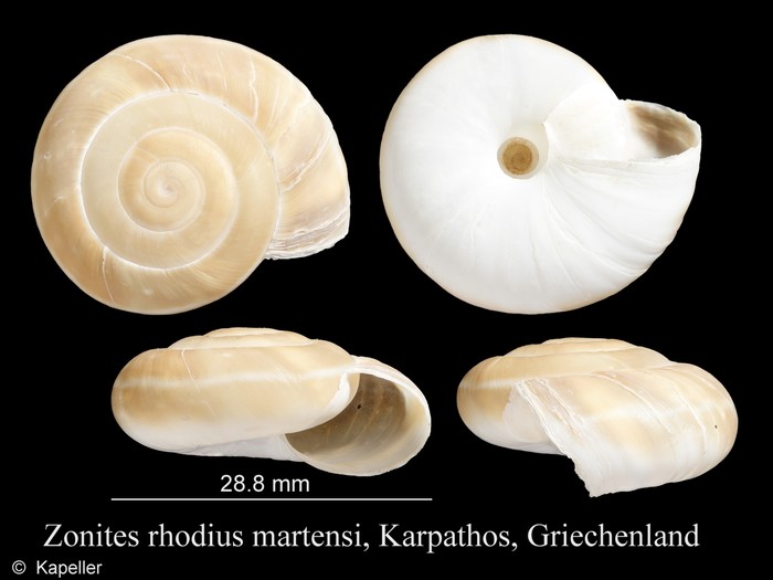 Zonites rhodius martensi Zonites rhodius martensi