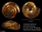 Zonitoides arboreus